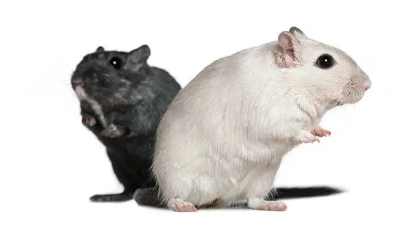 Two Gerbils, 2 years old, in front of white background.