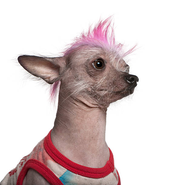 istock Close-up of Punk dressed Chinese Crested Dog. 104631363
