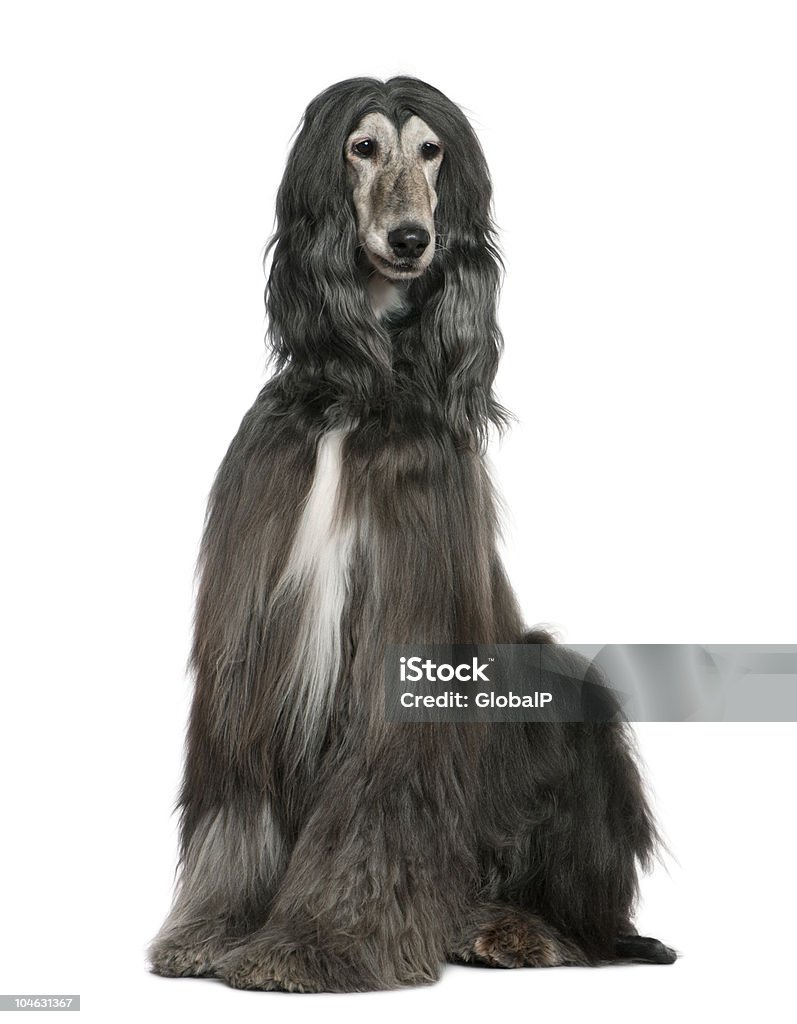 Front view of Afghan hound, sitting and looking away. Afghan hound, 7 years old, sitting in front of white background. Afghan Dog Stock Photo