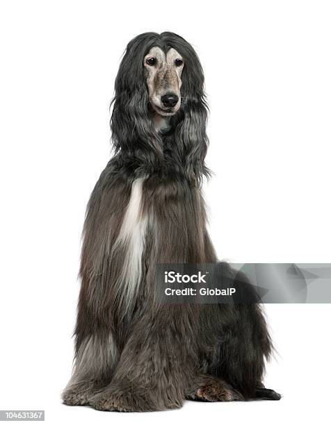 Front View Of Afghan Hound Sitting And Looking Away Stock Photo - Download Image Now