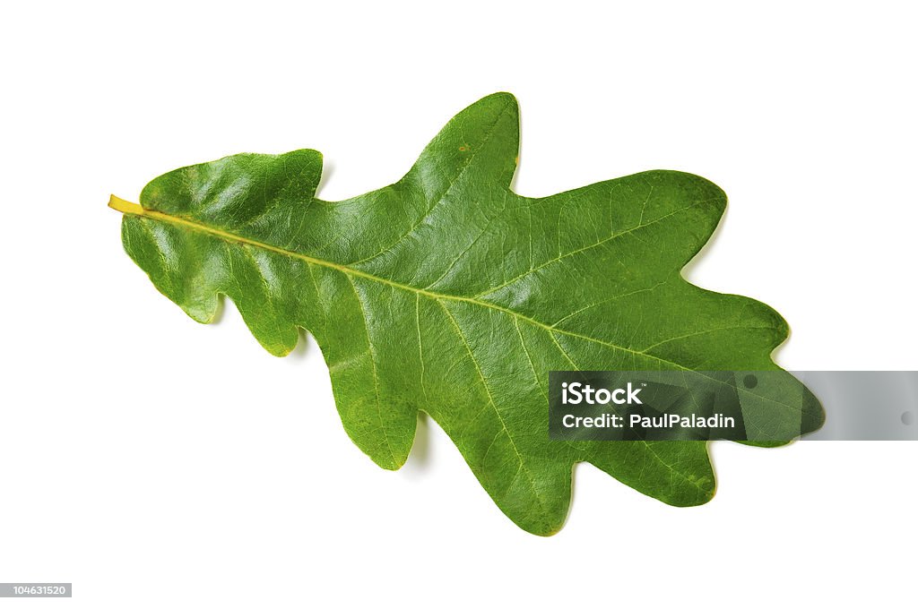 oak leaf - Lizenzfrei Eichenblatt Stock-Foto