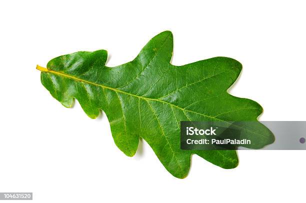 Oak Leaf Stockfoto und mehr Bilder von Eichenblatt - Eichenblatt, Weißer Hintergrund, Blatt - Pflanzenbestandteile