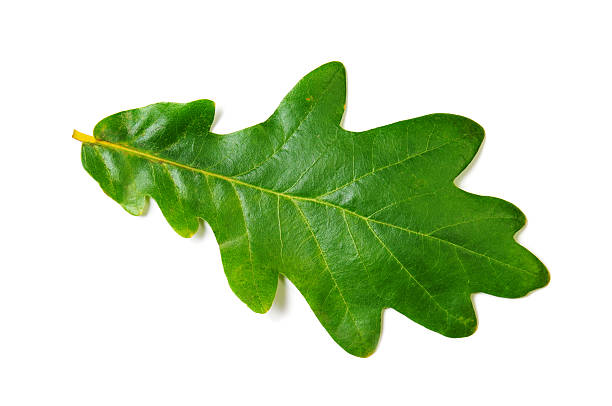 istock Close-up of single oak leaf against white background 104631520
