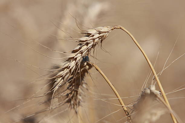 Lone head of wheat stock photo