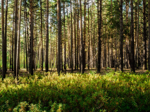 istock Landscapes 1046316386