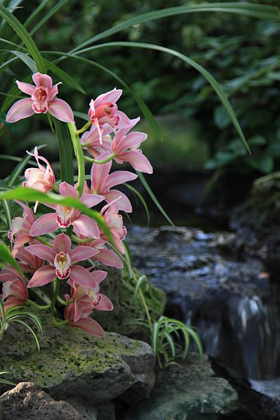 Orchids near a waterfall stock photo