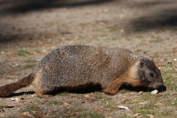 Marmot on the prowl stock photo