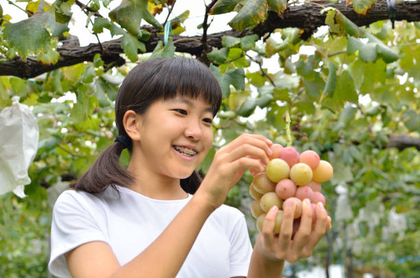 istock Girl enjoy picking grape 1046318894