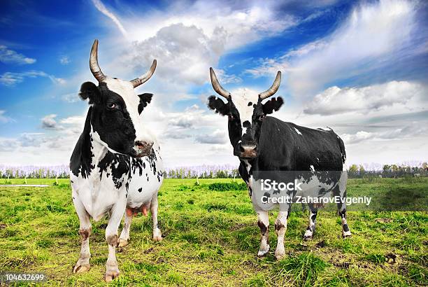 Domestic Cattle Stockfoto und mehr Bilder von Agrarbetrieb - Agrarbetrieb, Bildkomposition und Technik, Blau