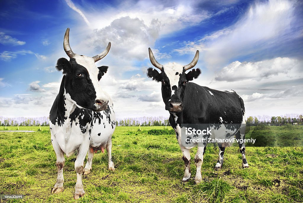 Ganado domesticado - Foto de stock de Agricultura libre de derechos