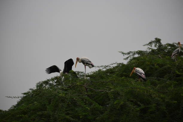 istock White Pelican Drinking Water and Resting on a Tree 1046327138