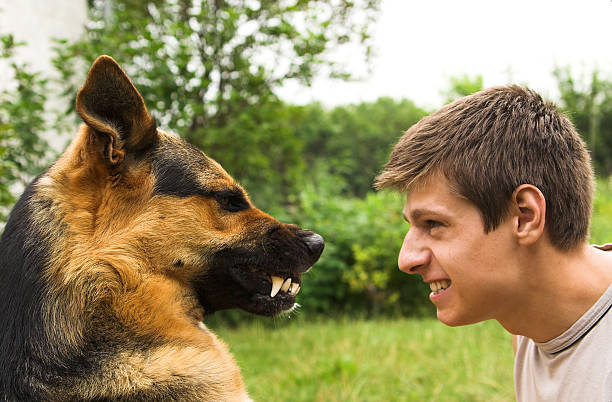 zwierzę i człowiek - dog biting aggression animal teeth zdjęcia i obrazy z banku zdjęć