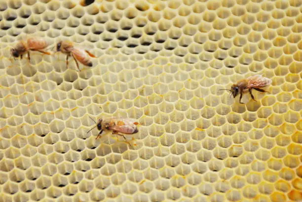 Close-up of HoneyBees on Honeycomb in a Beehive