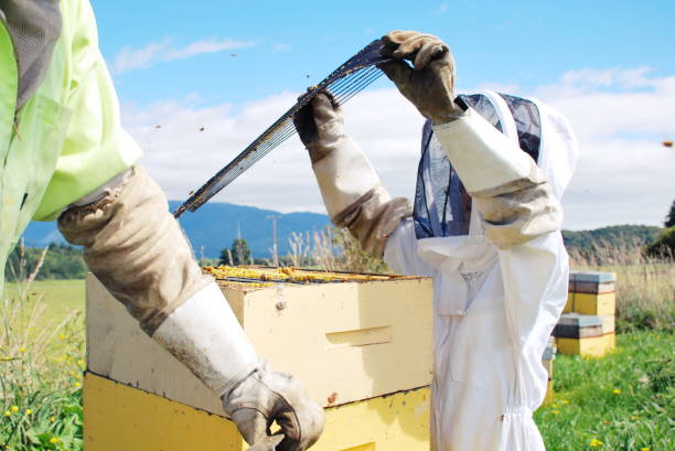 istock Child helps his Father with Beekeeping 1046330310
