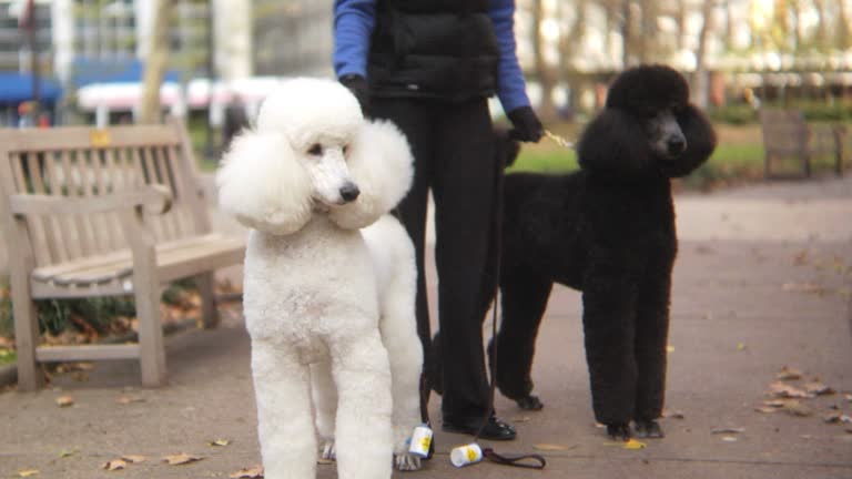 HD: Two cute poodles barking