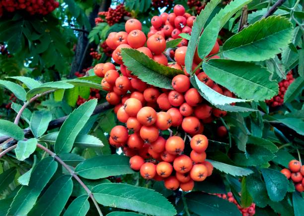 istock Rowan brush lit by the bright sun 1046334616