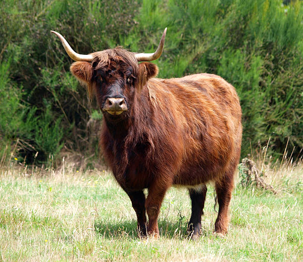 Red Highland Cow stock photo