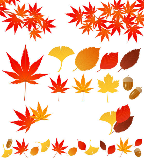 ilustraciones, imágenes clip art, dibujos animados e iconos de stock de hojas otoñales. - oak leaf oak tree acorn season