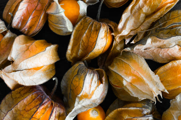 Cape Gooseberries with shells on black rock surface background Cape Gooseberries with shells on black rock surface background gooseberry cape winter cherry berry fruit stock pictures, royalty-free photos & images