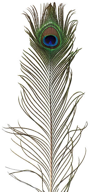 Peacock Feather stock photo