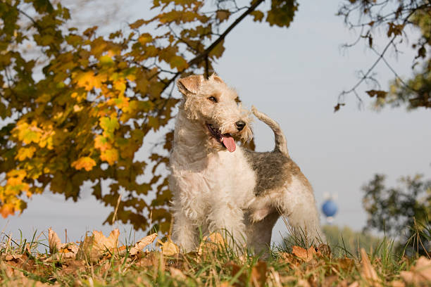 Patch the Irish Terrier out having a walk.