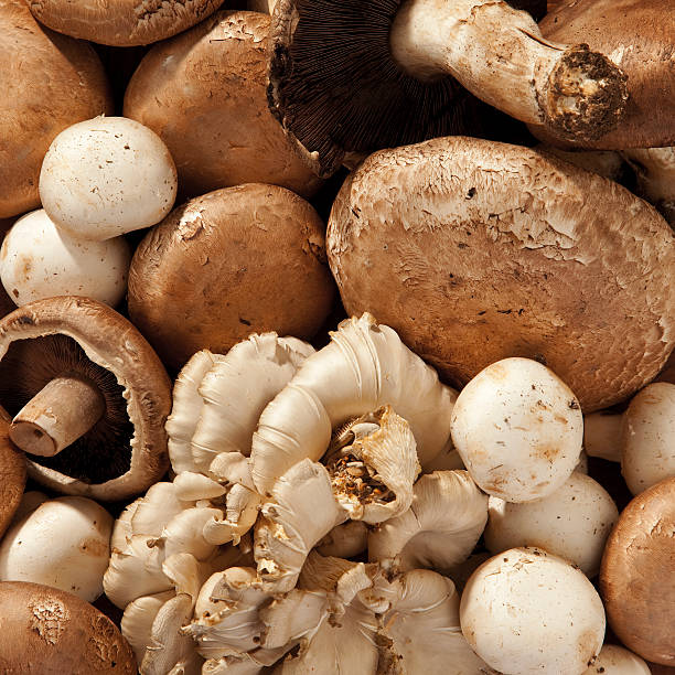 Champignons - Photo