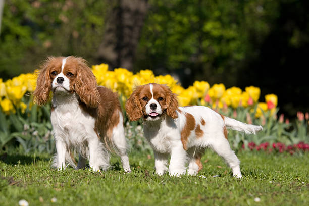 istock Portrait of two Cavalier King Charles spaniel dogs 104634363