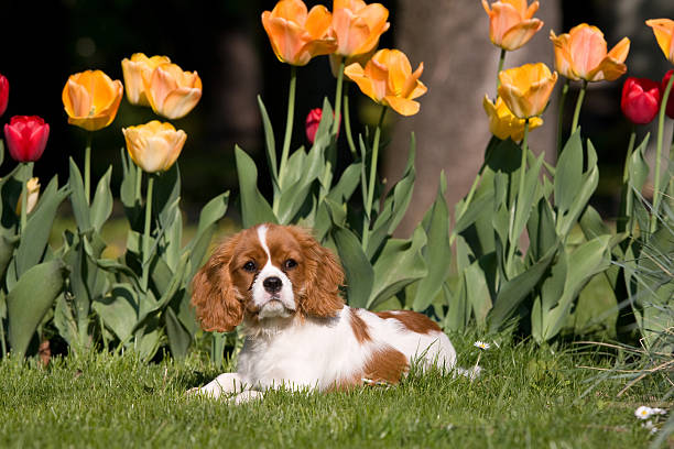 istock Portrait of Cavalier King Charles spaniel 104634390