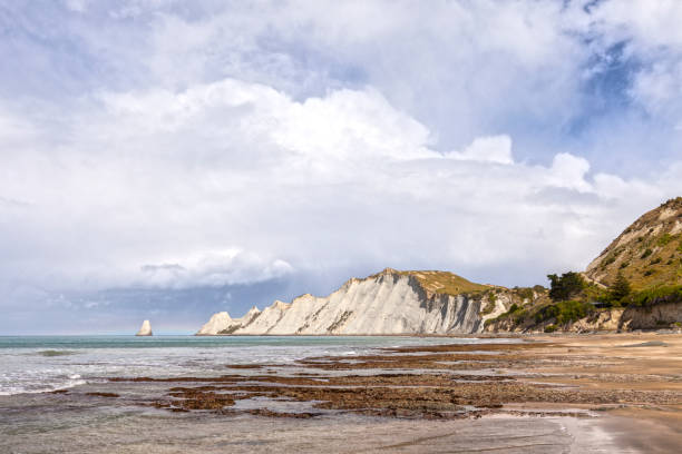 Cape Kidnappers with cabbage trees (Cordyline australis) in front, Napier, New Zealand