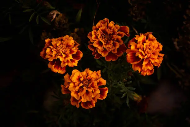 Photo of marigold Tagetes blossom in dark