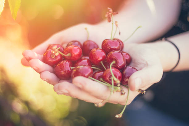 istock A handful of ripe cherries in their hands 1046352044