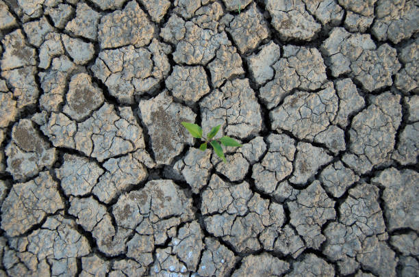 istock Climatic changes. Dry cracked earth with plant struggling for life. 1046357508