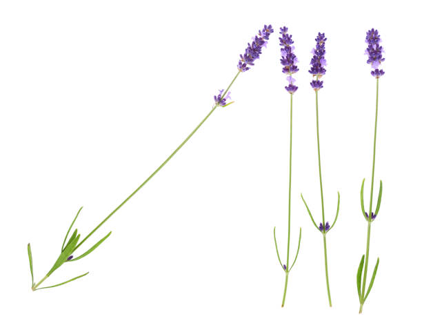 istock Lavender flowers isolated on white background. 1046357888