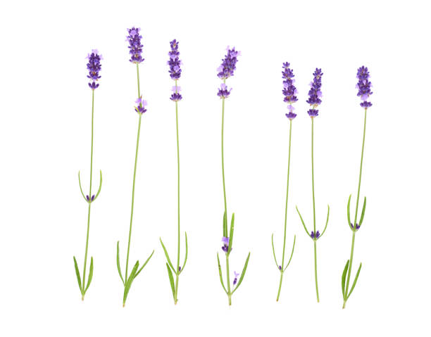 istock Lavender flowers isolated on white background. 1046357922