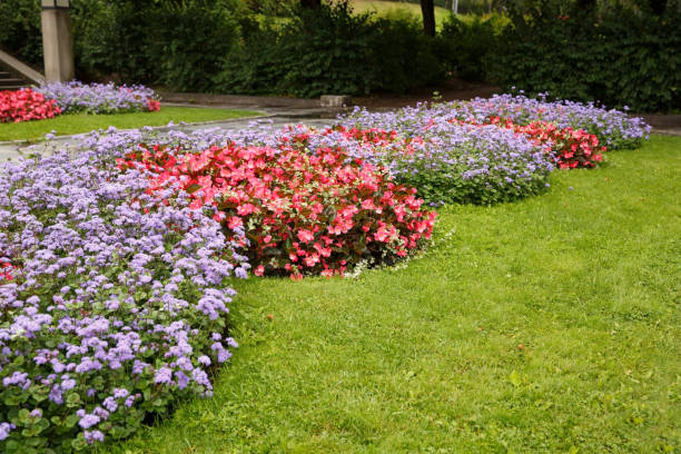 istock Colorful flowers 1046360490