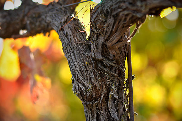 vino tinto vine en napa valley, california - napa grape vineyard vine fotografías e imágenes de stock