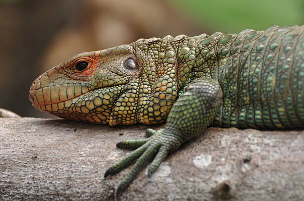 istock Close up of Green Colorful Iguana on Tree 104636450