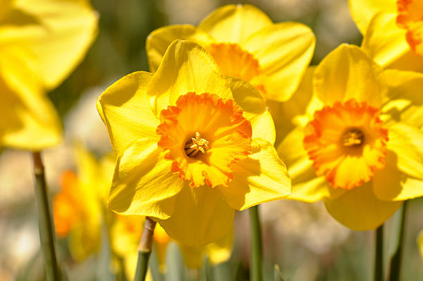 istock Macro of Yellow Daffodils Close Up 104636568