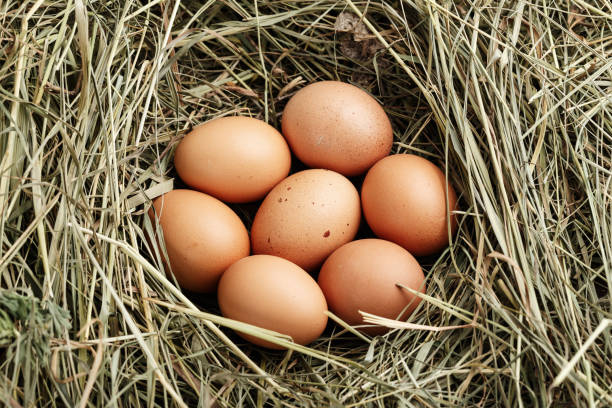 istock Farmer's chicken eggs on the hay in the nest. 1046366278