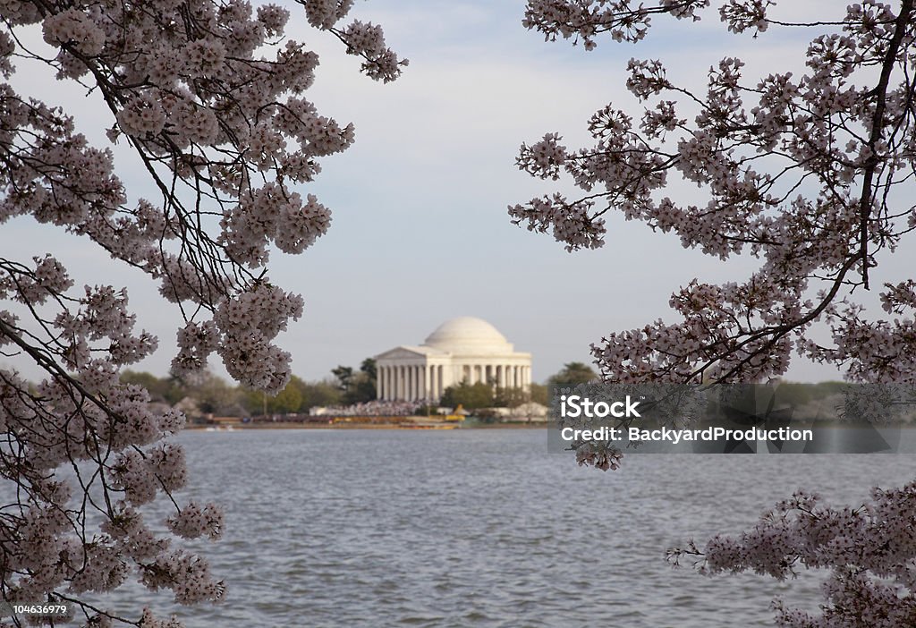 ジェファーソン記念館に桜の花 - アメリカ合衆国のロイヤリティフリーストックフォト