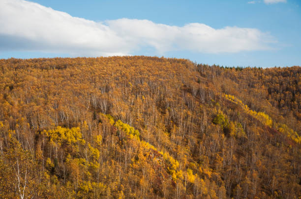 Autumn's white birch forest in Inner Mongolia, China