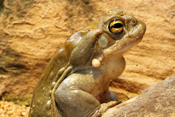 Colorado Toad Colorado Toad - Bufo Alvarius - See my other Close-up-images: colorado river toad stock pictures, royalty-free photos & images