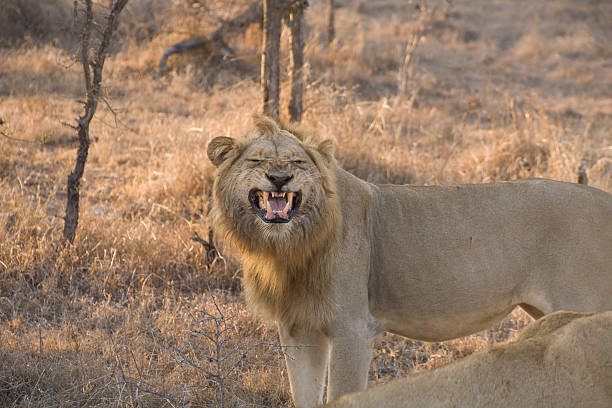 Male Lion Bares His Teeth stock photo
