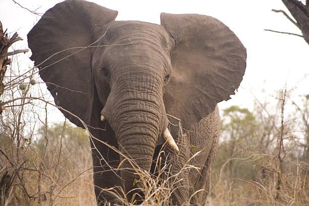 African Bush Elephant stock photo