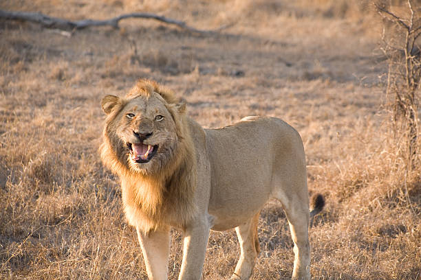 Male Lion After Feeding stock photo