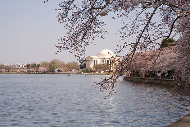 The Jefferson Memorial under Cherry Blossoms Trees stock photo