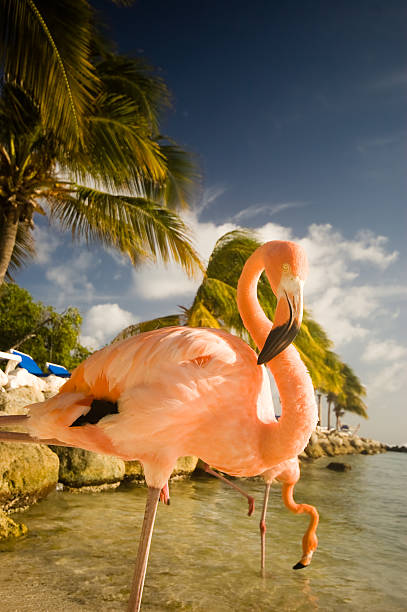 istock Two flamingos standing on a beach in Aruba 104637525