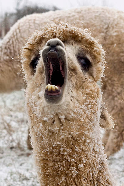 Boceja de Alpaca - foto de acervo