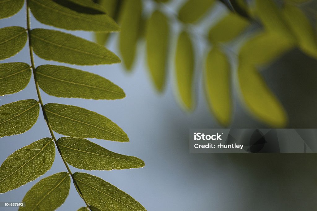 Honey Locust feuilles - Photo de Forêt libre de droits