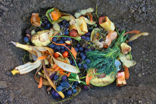 hausmüll für kompost aus obst und gemüse im garten. - rotting banana vegetable fruit stock-fotos und bilder